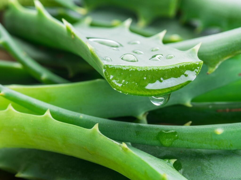 Aloe vera